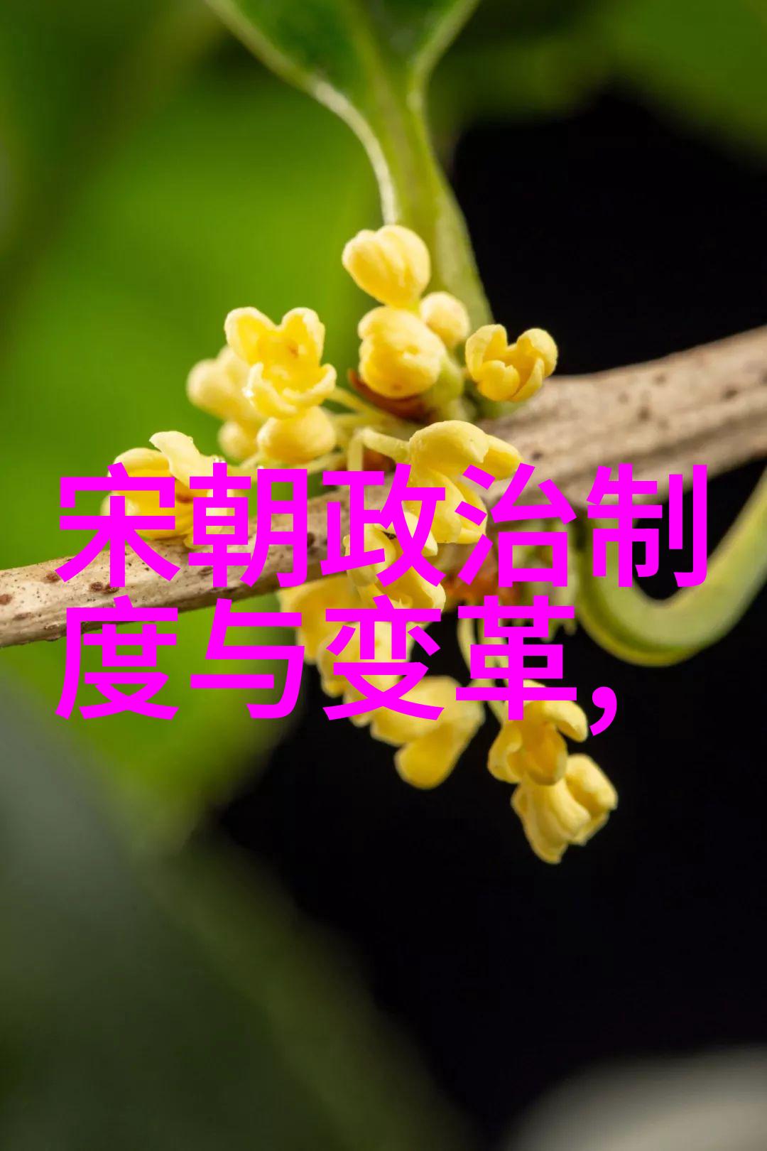 明英宗之称历史的误判与天命的交错