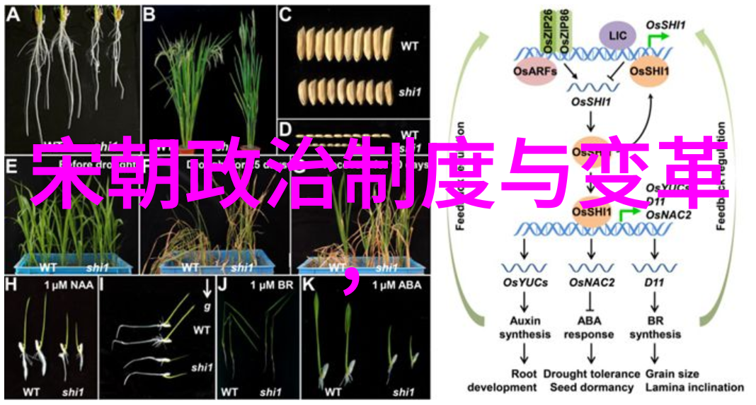 清朝名人林召棠光芒照耀的学者之星17861872
