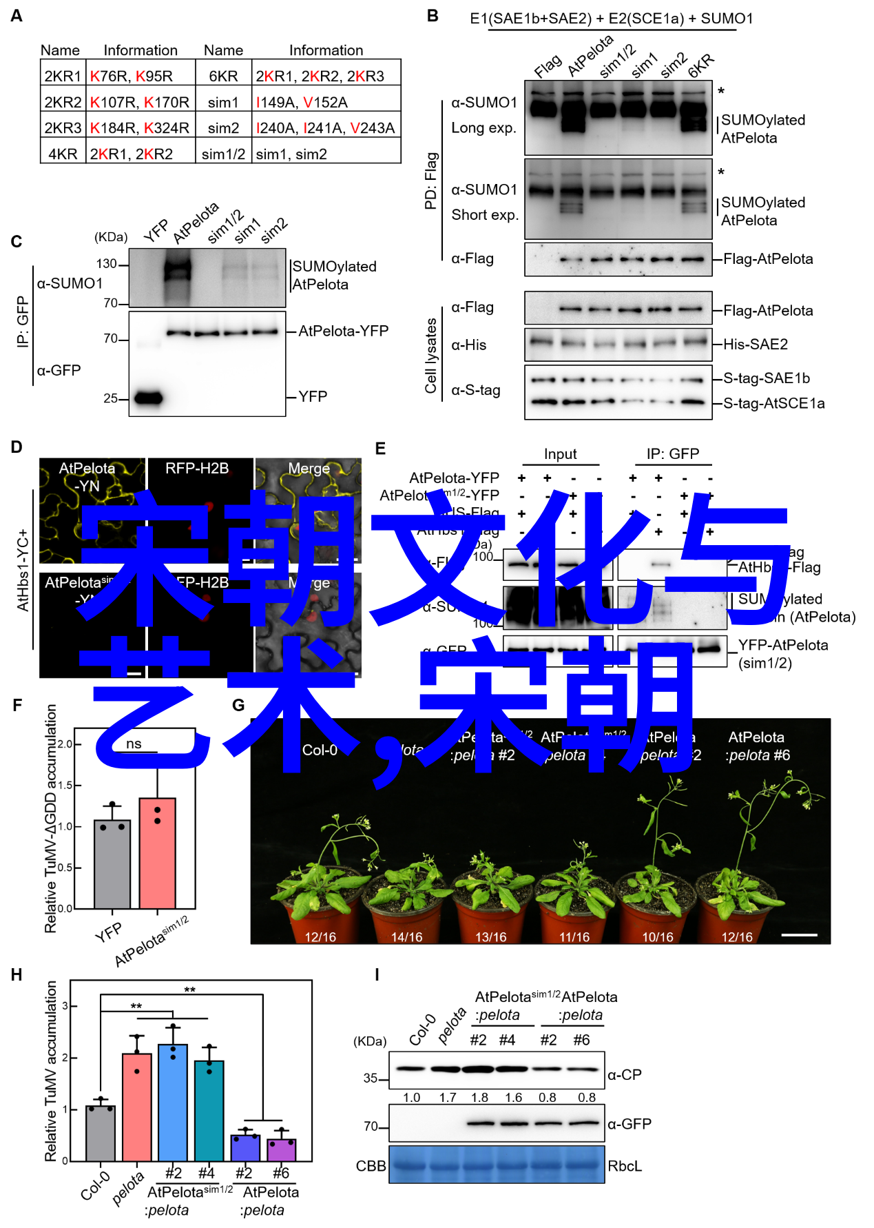 明英宗凭什么叫英宗明朝历史上的帝王称号之谜