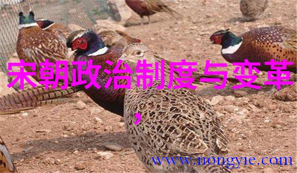 武则天之登基历史上的女性皇帝成就与挑战